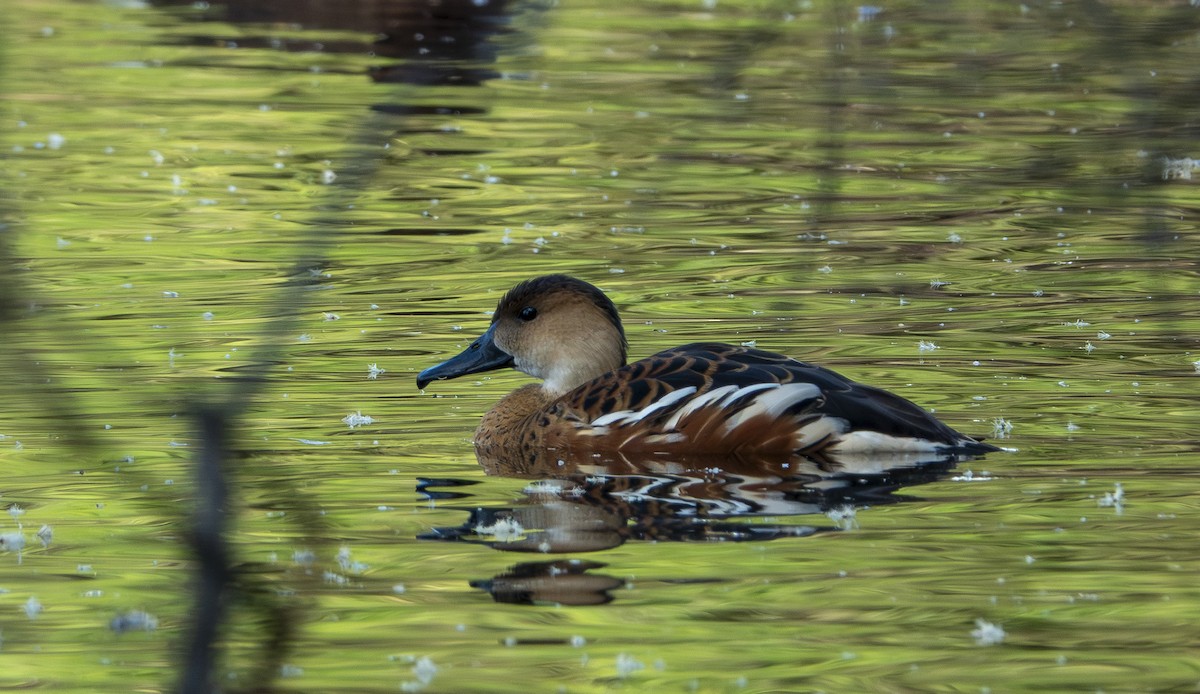 Wandering Whistling-Duck - ML646416107