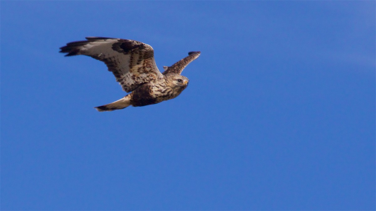Rough-legged Hawk - ML646416108