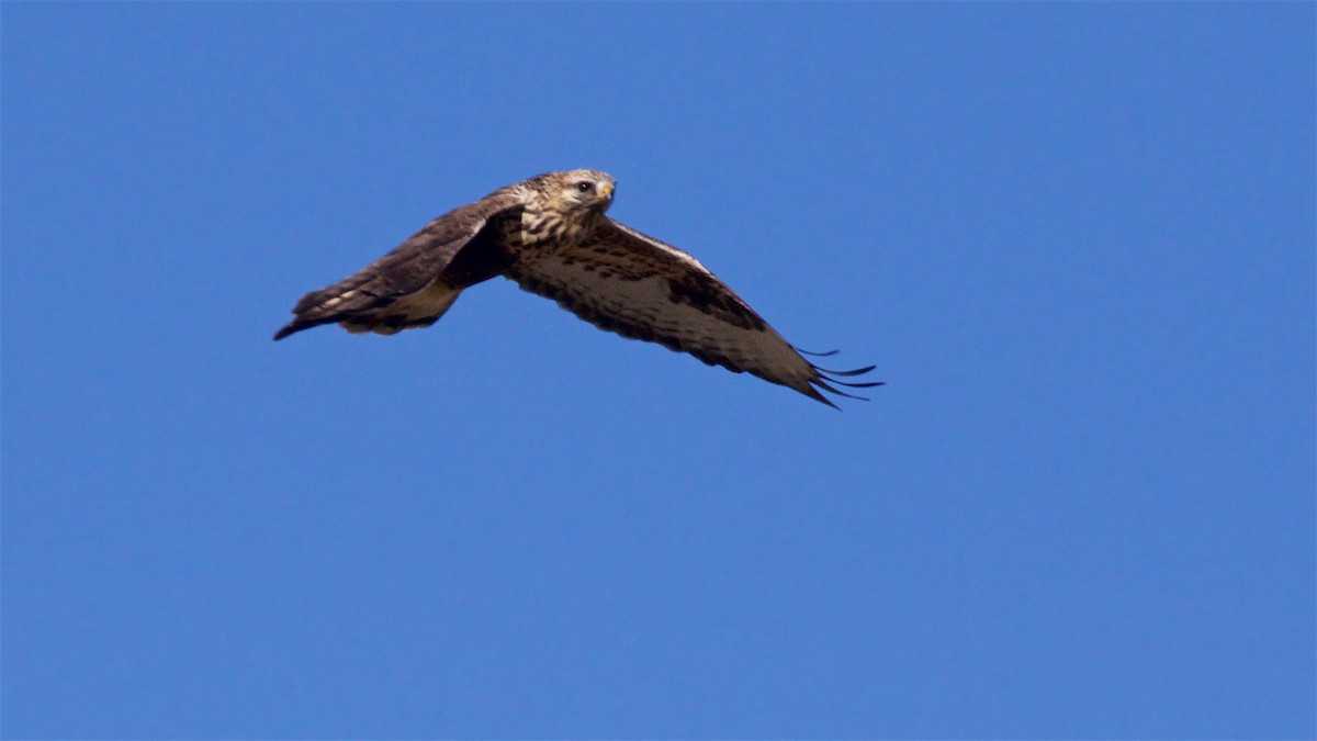 Rough-legged Hawk - ML646416109