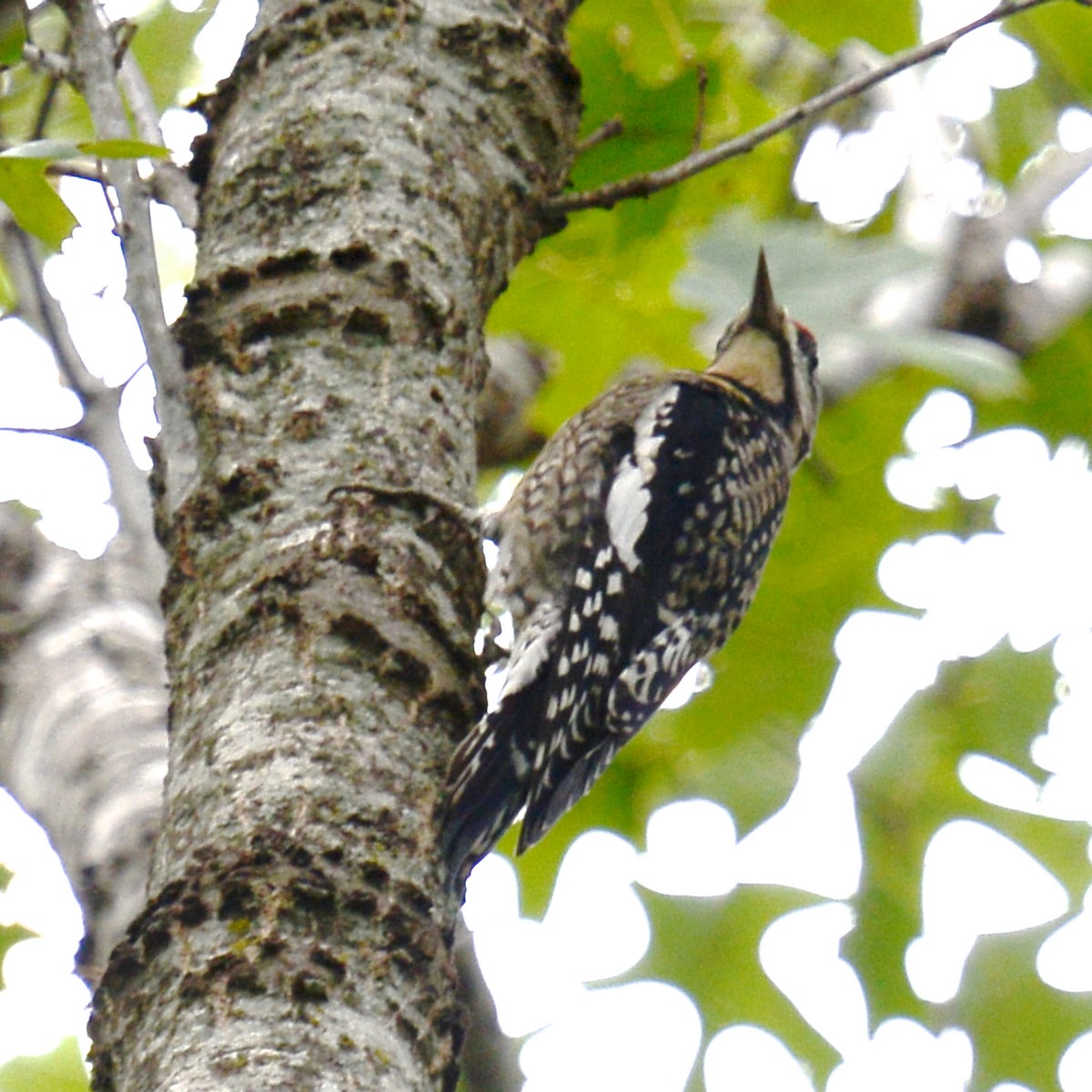 Yellow-bellied Sapsucker - ML646416110