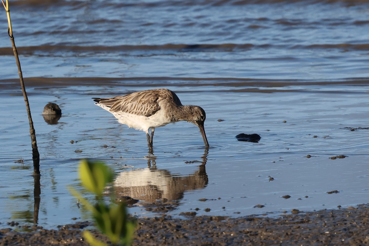 Bar-tailed Godwit - ML646416111