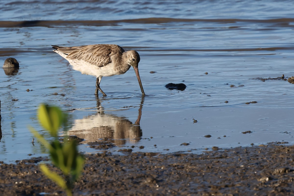 Bar-tailed Godwit - ML646416112