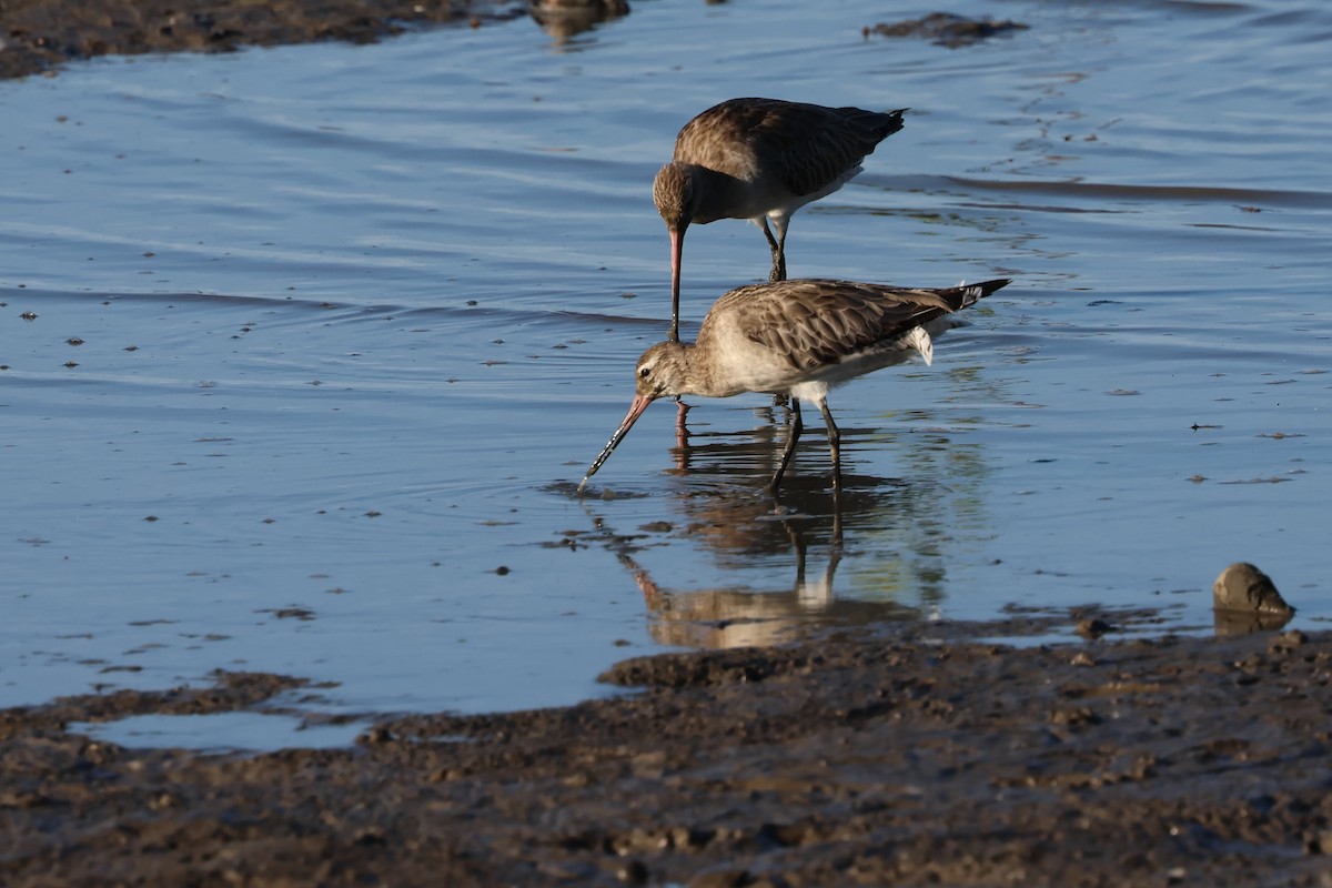 Bar-tailed Godwit - ML646416113