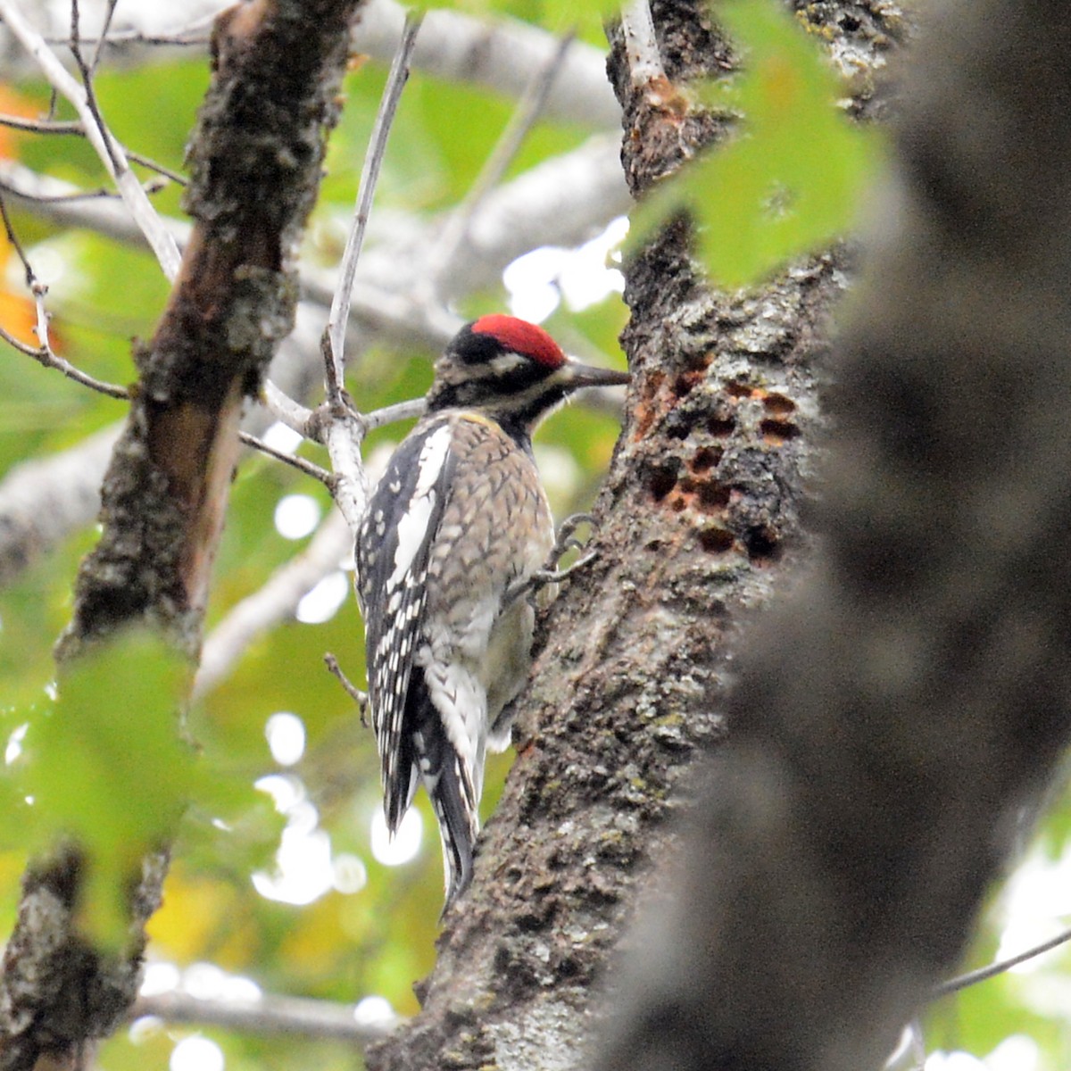 Yellow-bellied Sapsucker - ML646416114
