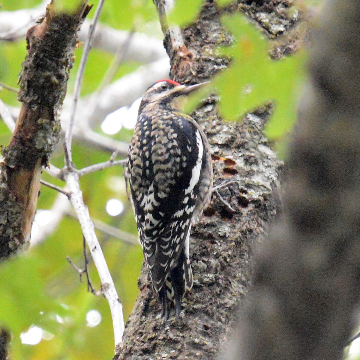 Yellow-bellied Sapsucker - ML646416115