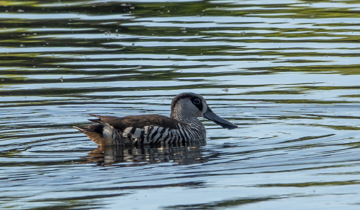 Pink-eared Duck - ML646416116