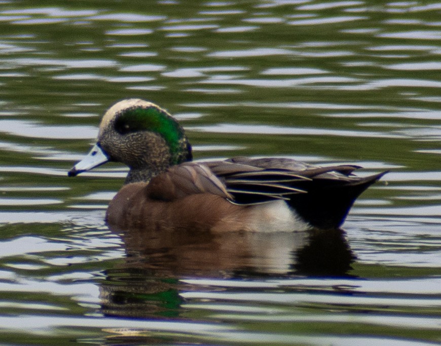 hvízdák americký - ML646416117