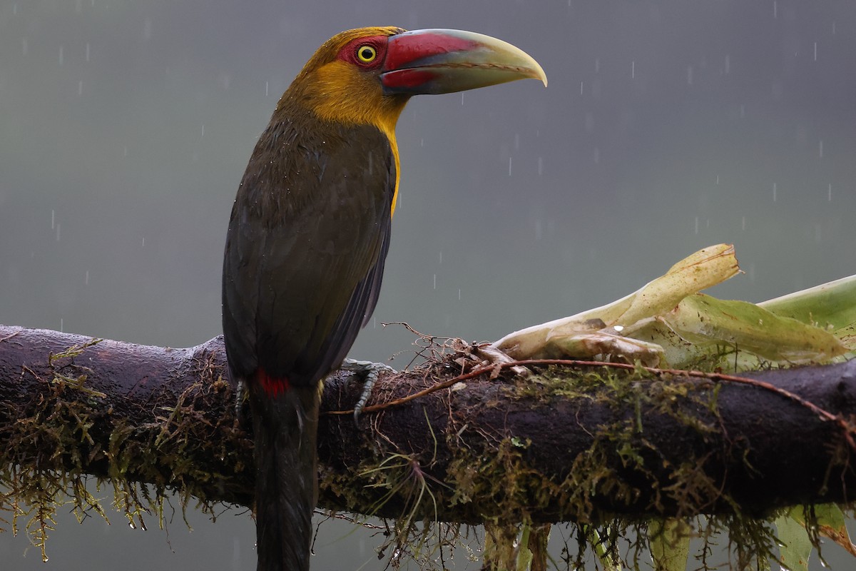 Araçari de Baillon - ML646416118