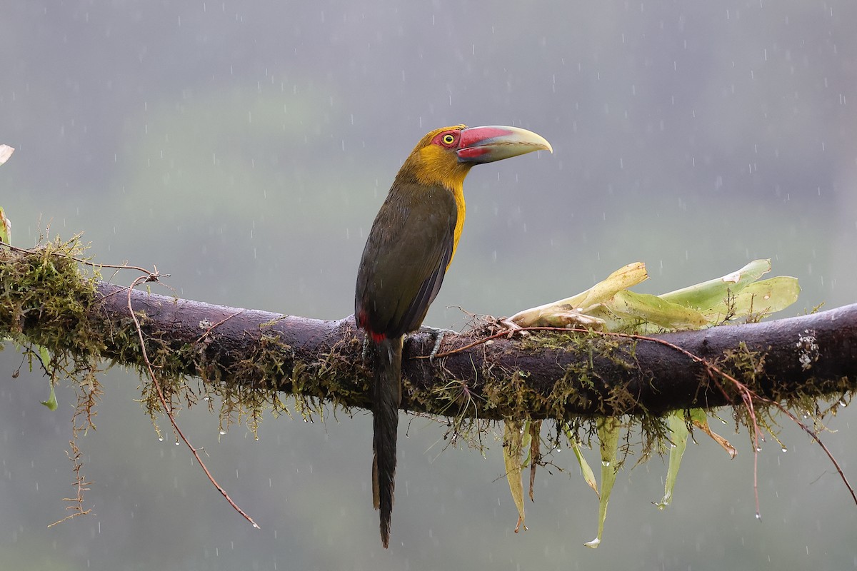 Araçari de Baillon - ML646416119