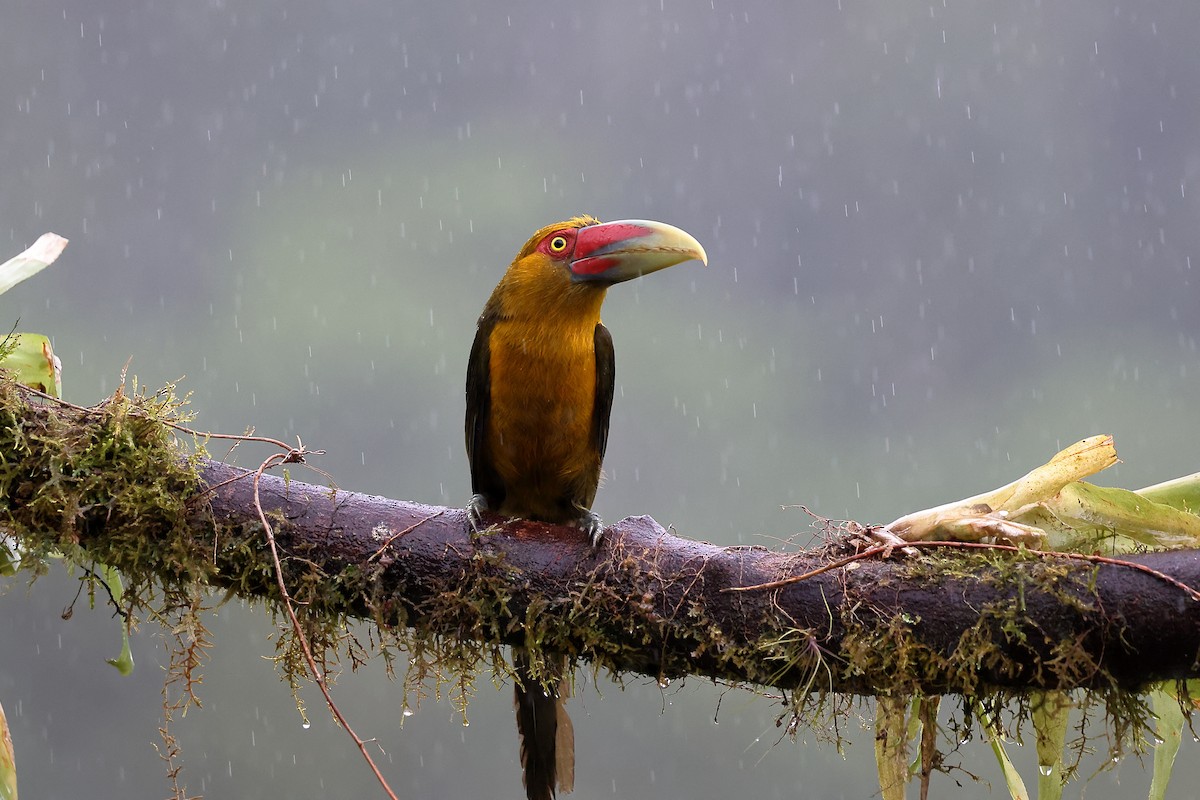 Araçari de Baillon - ML646416120