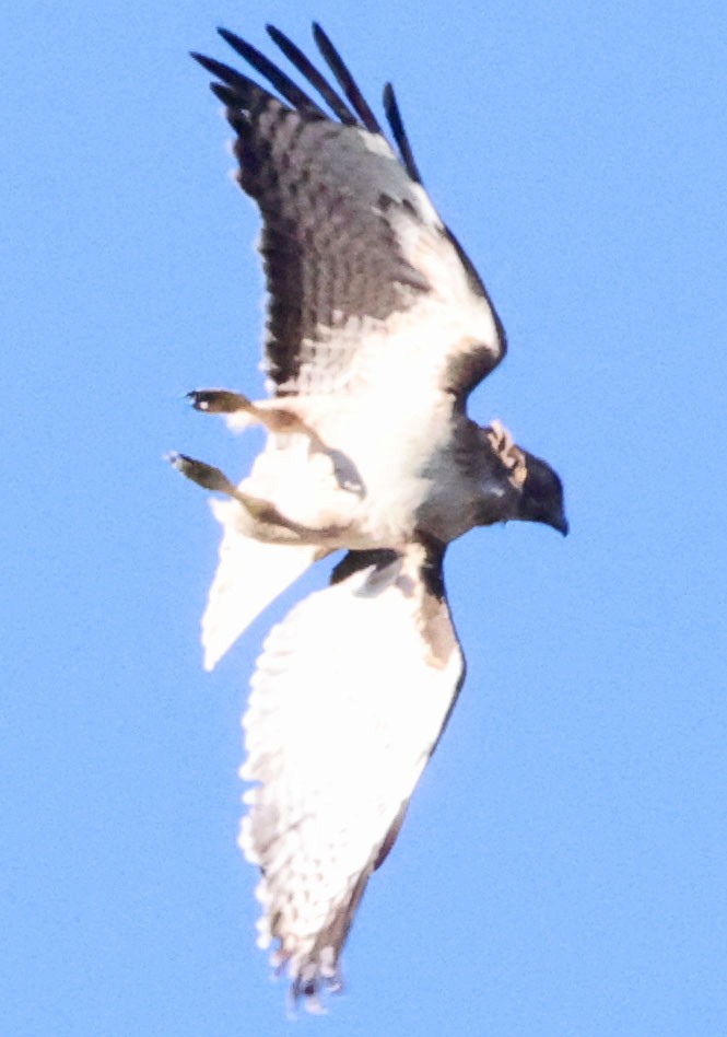 Poiana codarossa - ML646416121