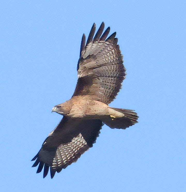 Poiana codarossa - ML646416122