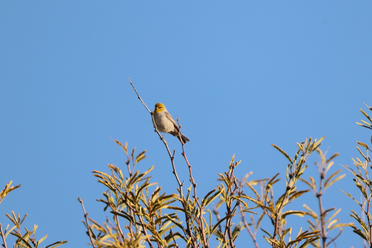 Verdin - ML646416123