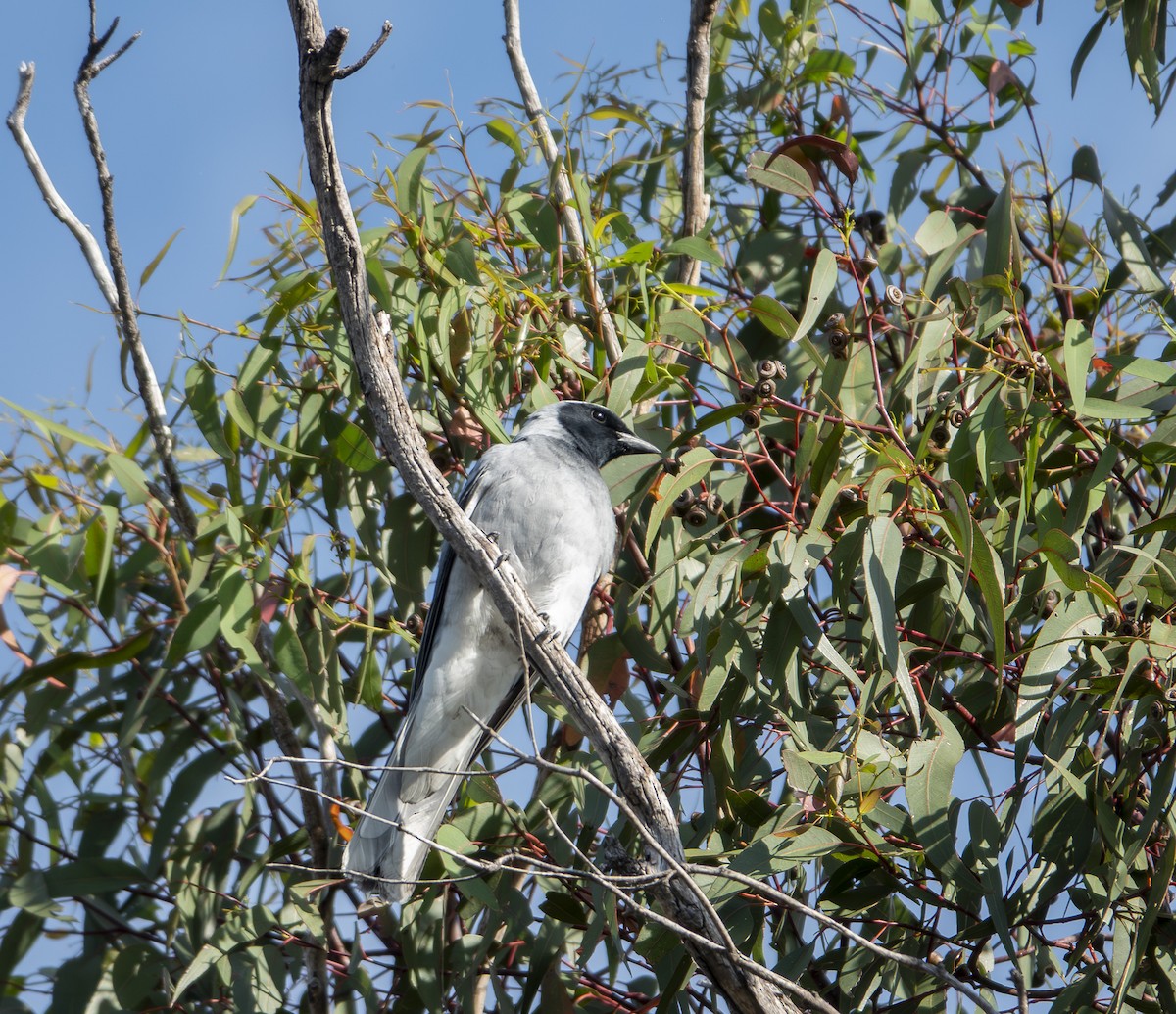 Black-faced Cuckooshrike - ML646416124