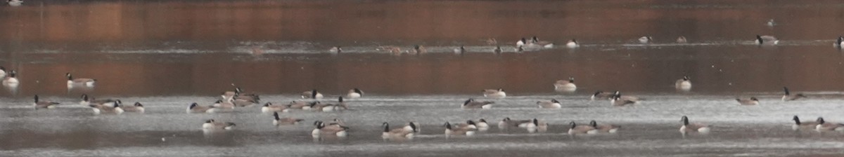 Canada Goose - ML646416126