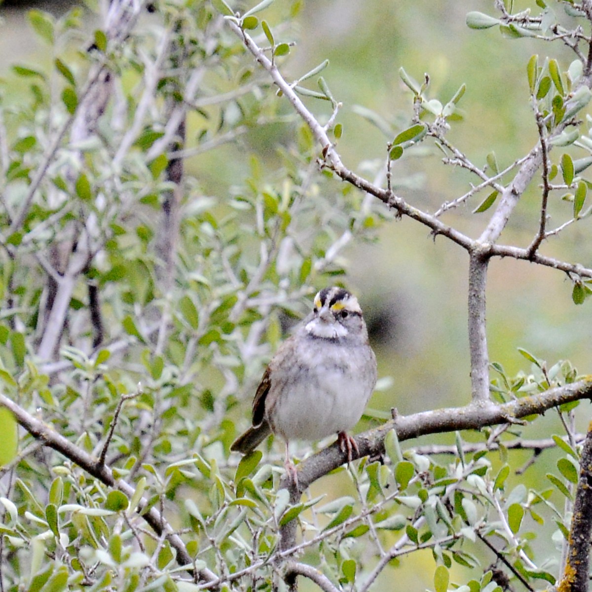 White-throated Sparrow - ML646416128