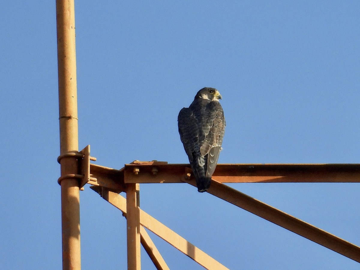 Peregrine Falcon - ML646416129