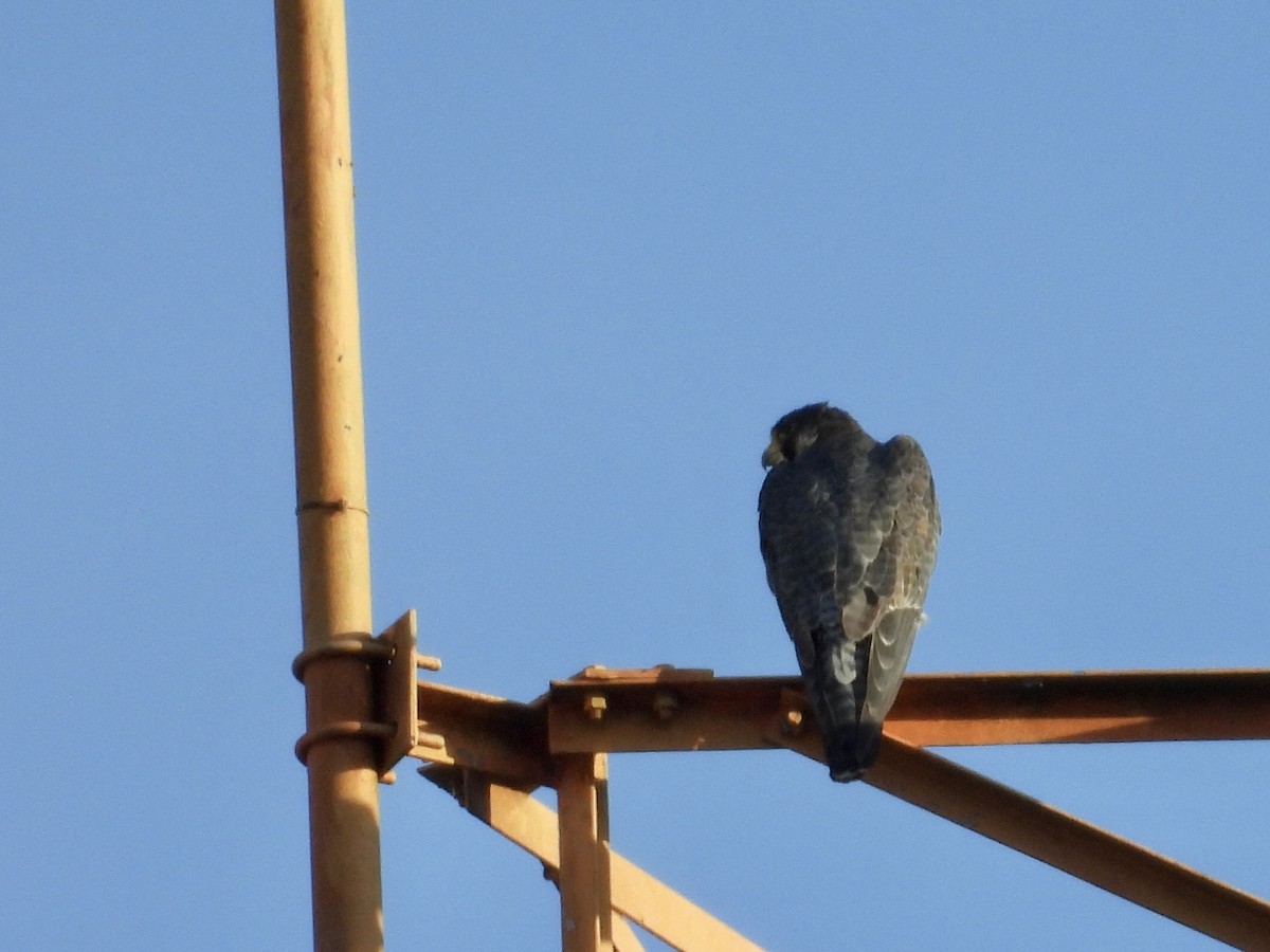 Peregrine Falcon - ML646416130