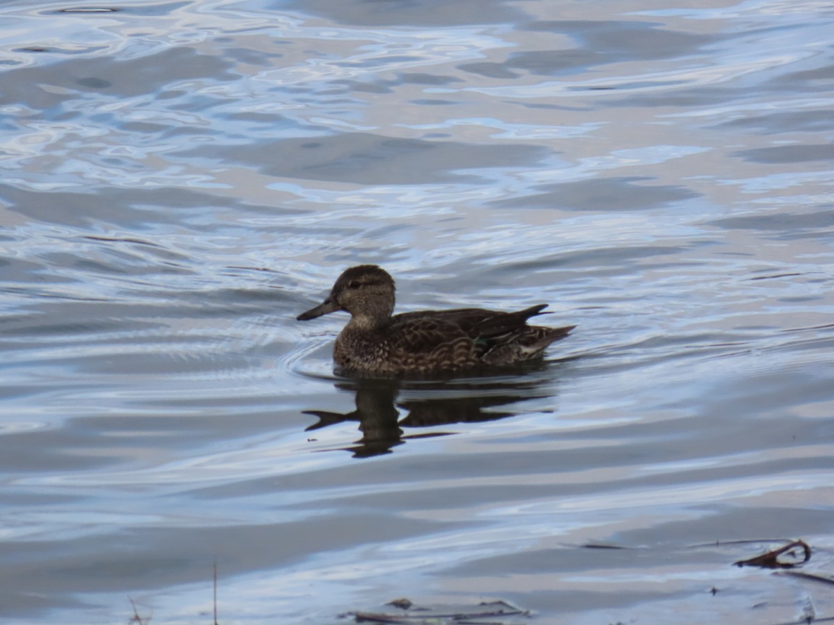 Green-winged Teal - ML646416131