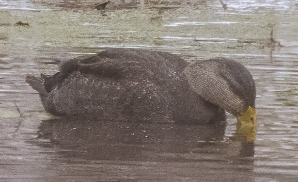 American Black Duck - ML646416132