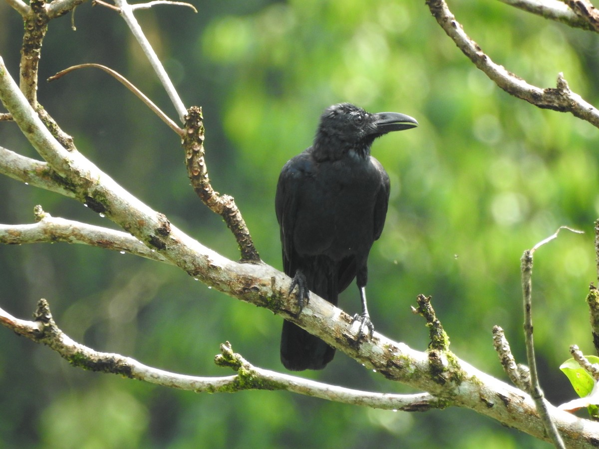Large-billed Crow - ML646416133