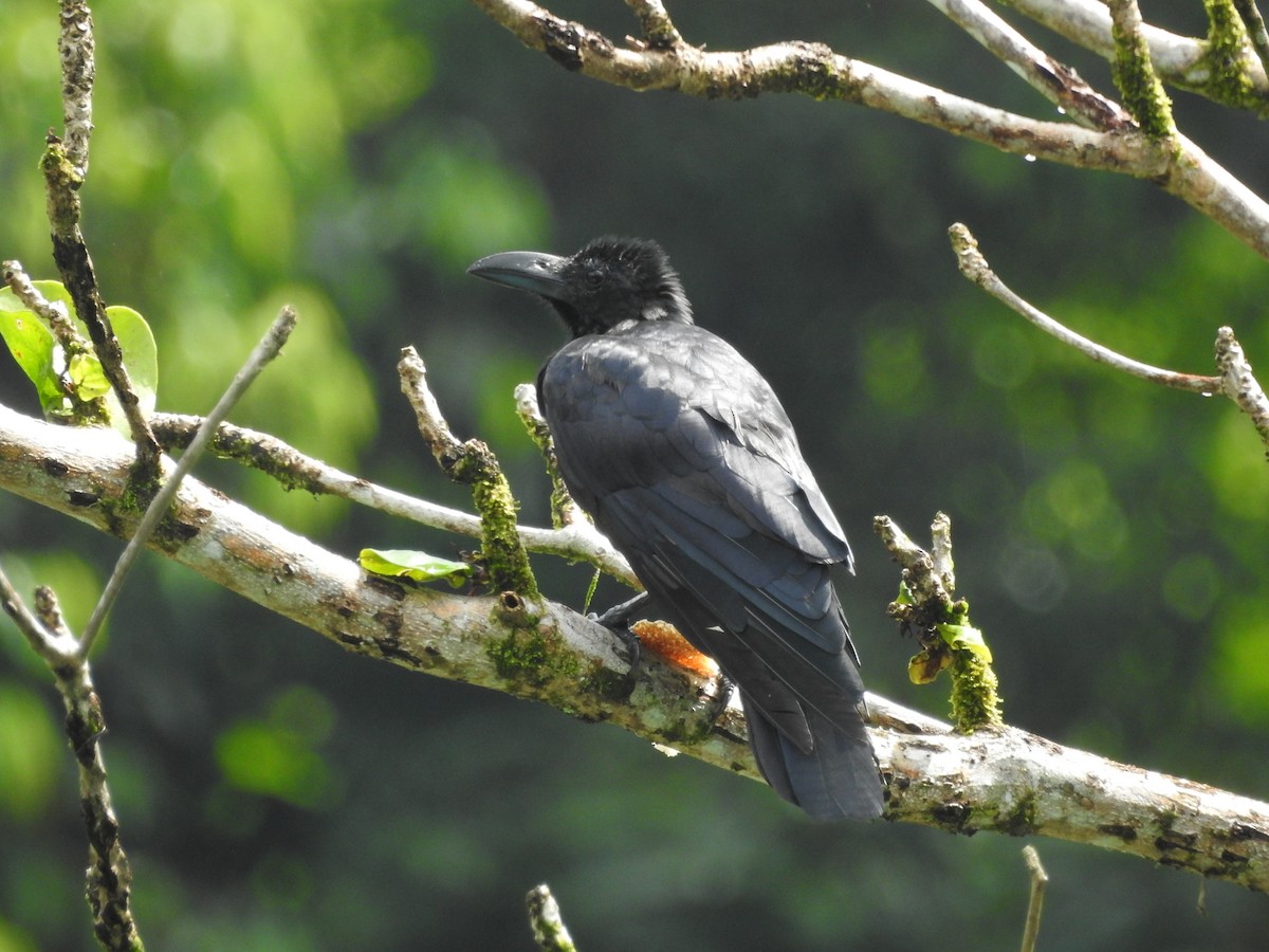 Large-billed Crow - ML646416134