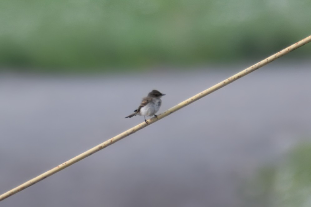 Eastern Phoebe - ML646416135