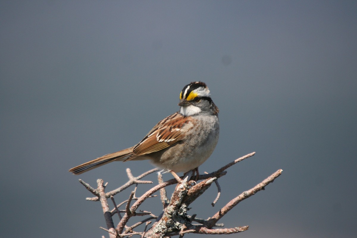 White-throated Sparrow - ML646416136