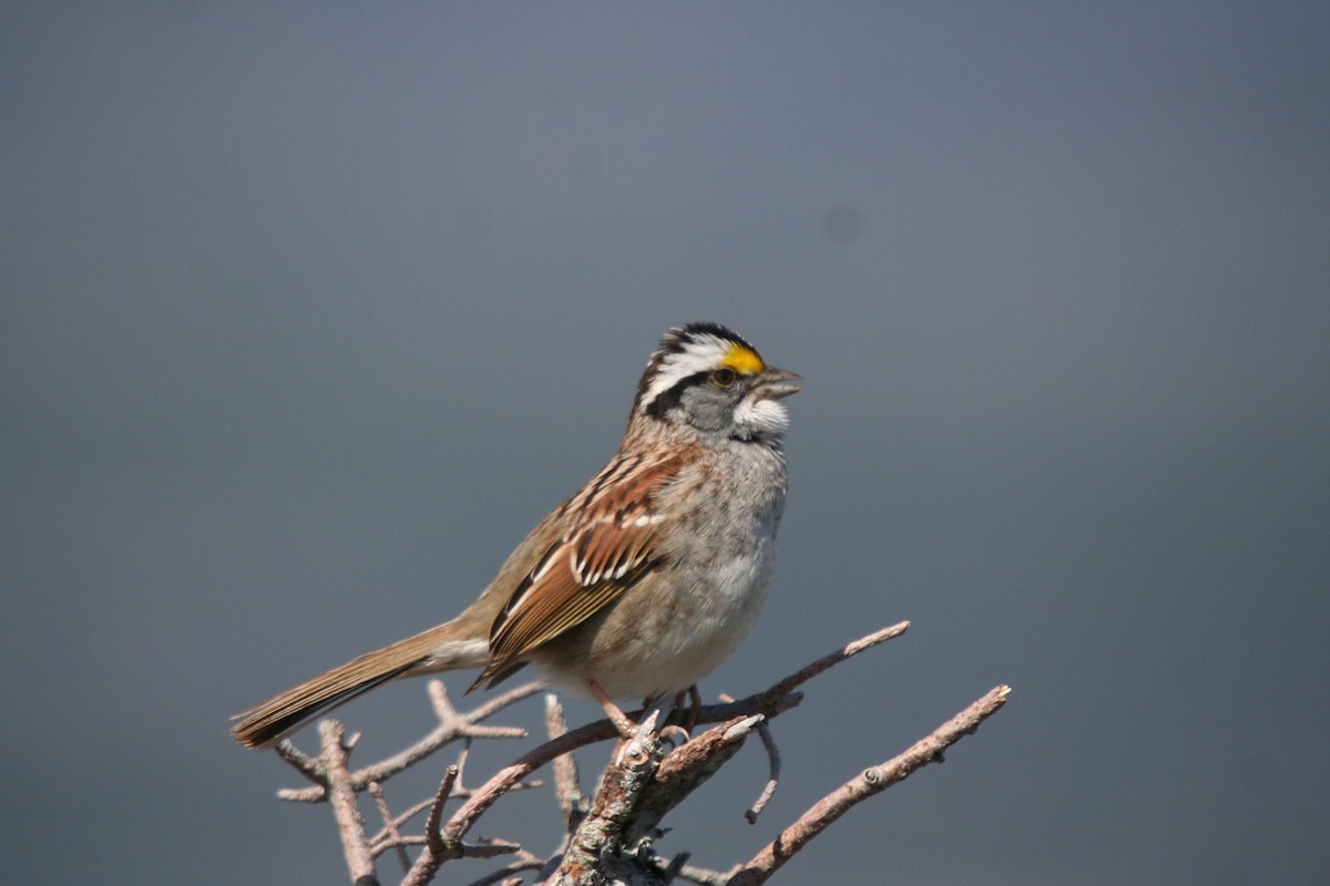 White-throated Sparrow - ML646416137