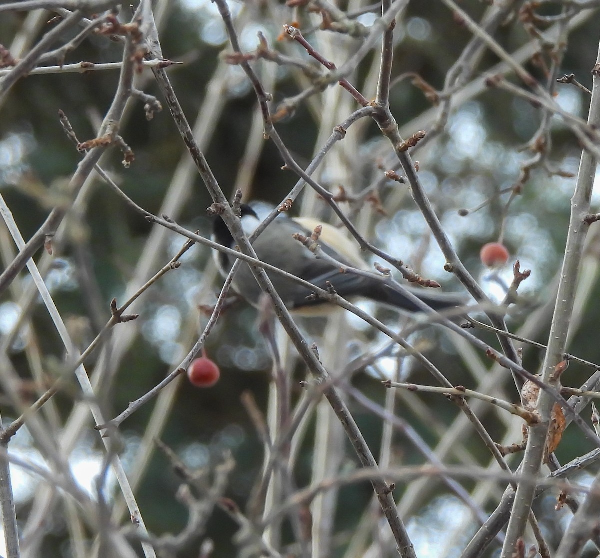 Black-capped Chickadee - ML646416141
