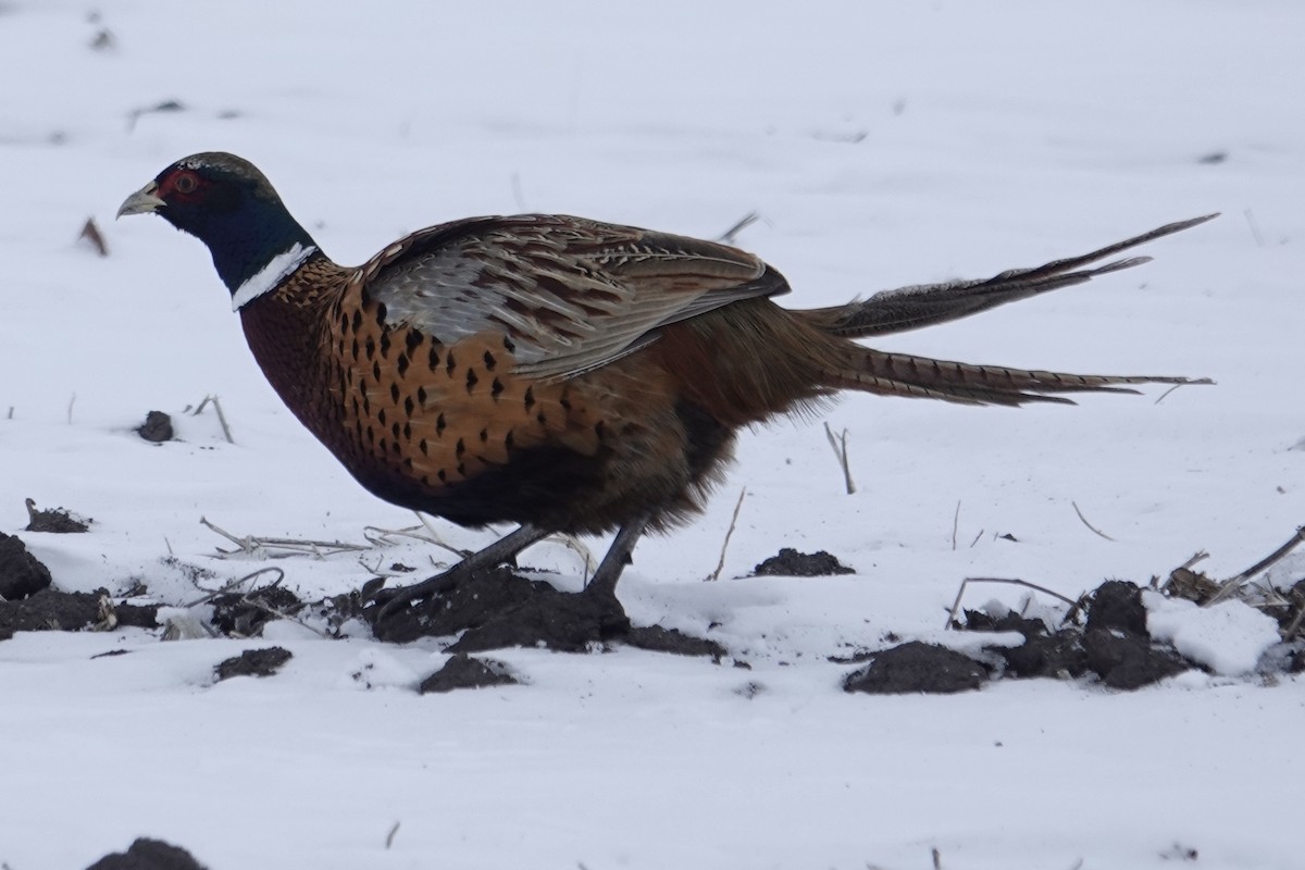 Ring-necked Pheasant - ML646416142