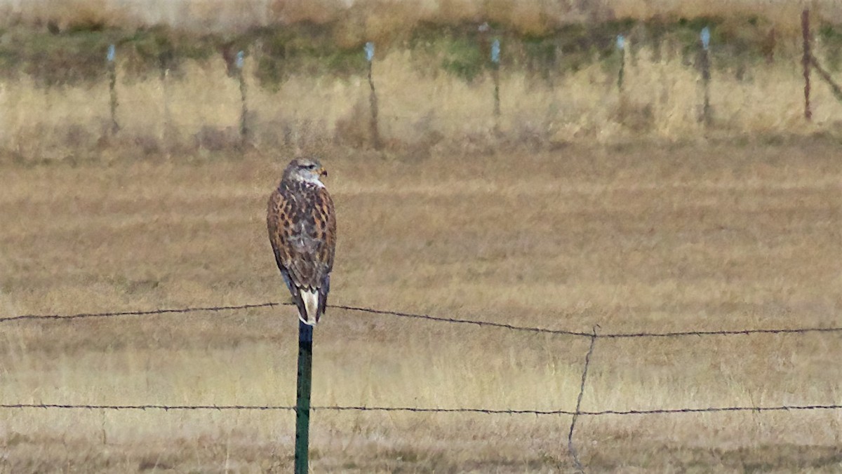 Ferruginous Hawk - ML646416144