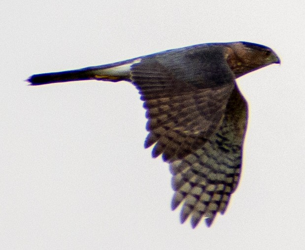 krahujec americký - ML646416145