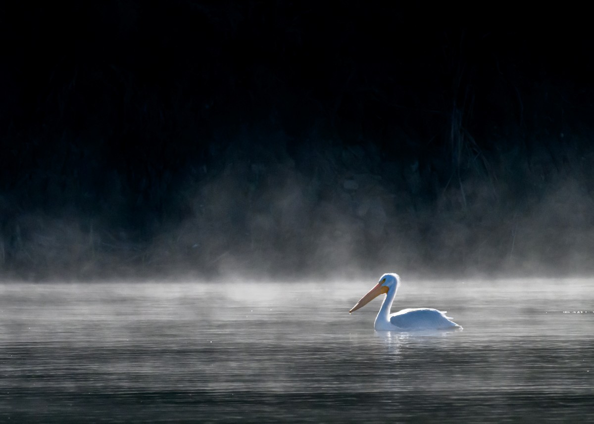 American White Pelican - ML646416146