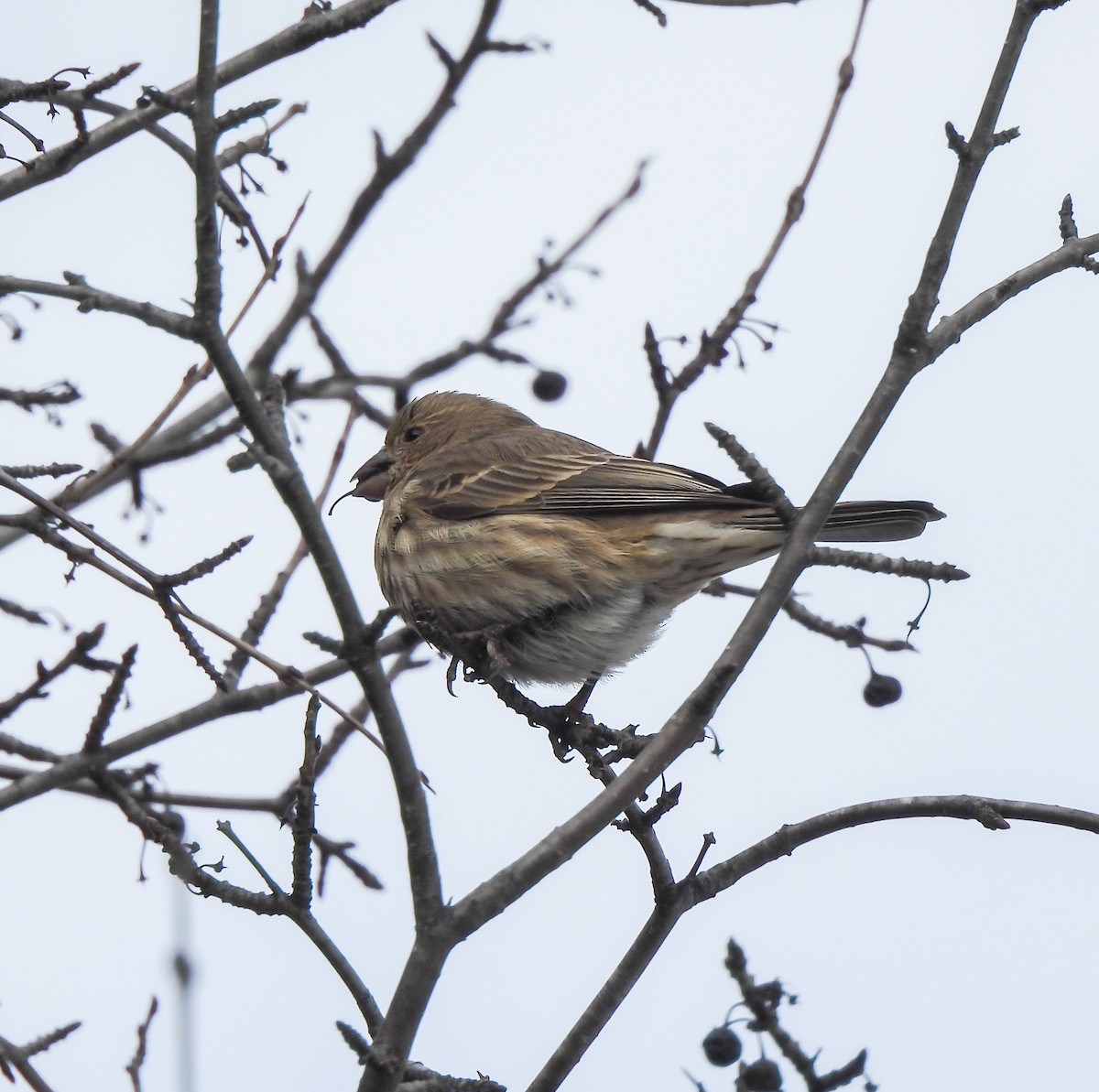 House Finch - ML646416148