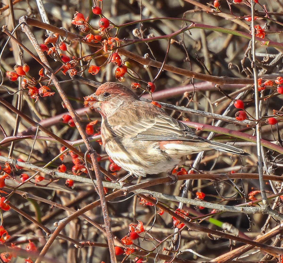 House Finch - ML646416149