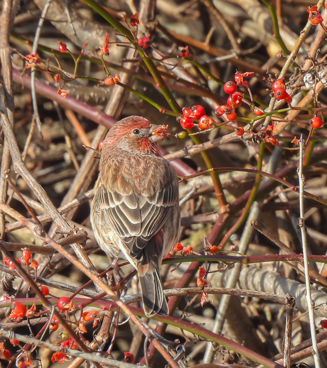House Finch - ML646416150