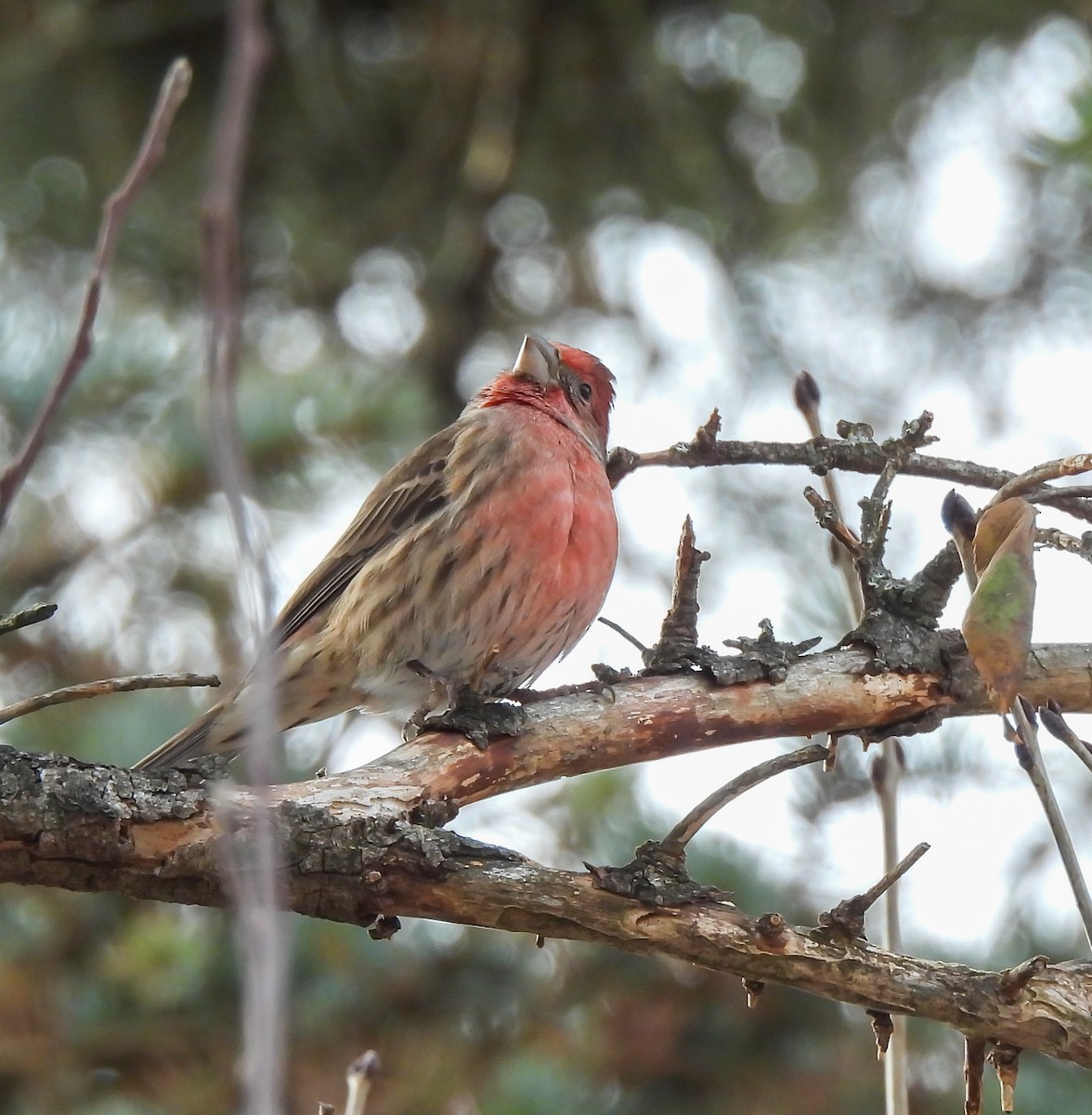 House Finch - ML646416151