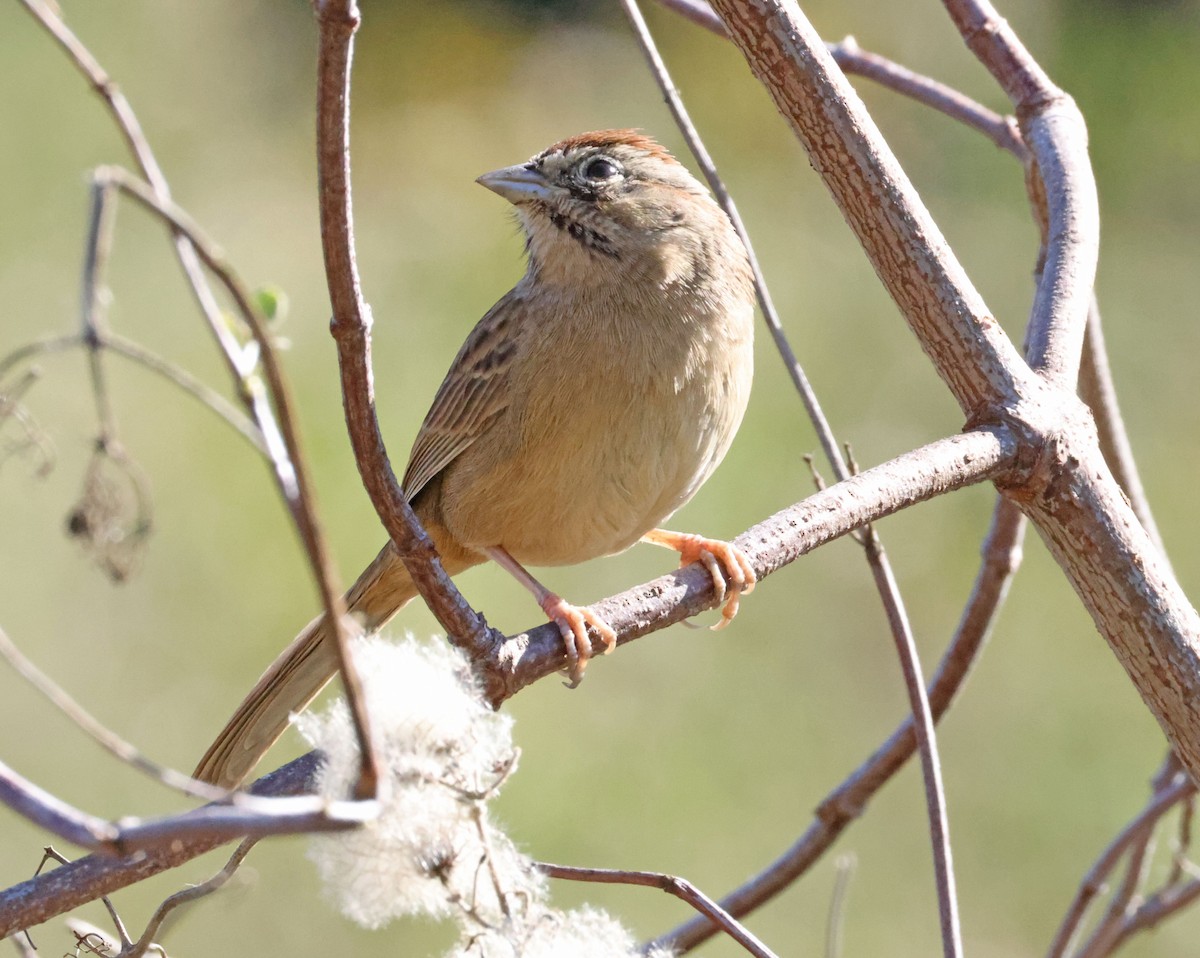 Rufous-crowned Sparrow - ML646416152