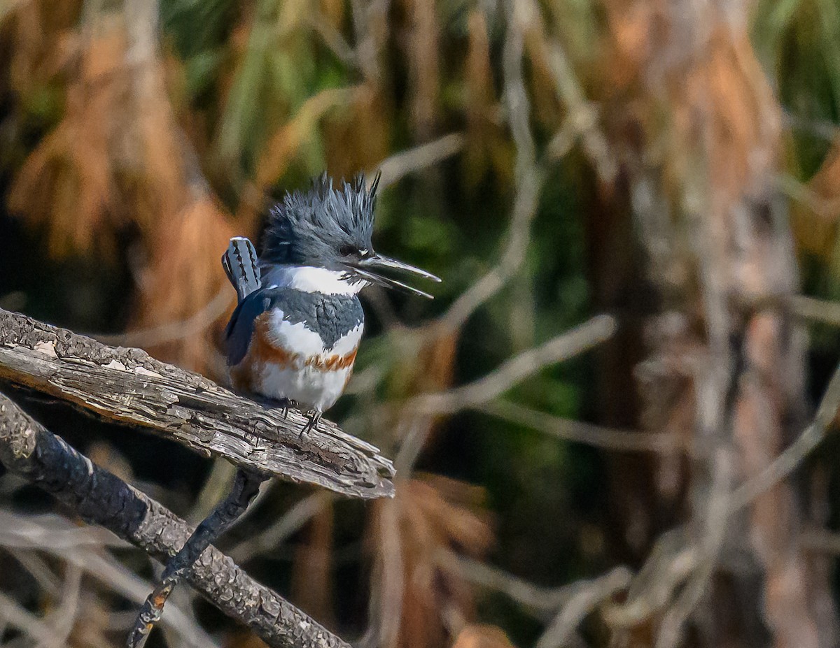Belted Kingfisher - ML646416153