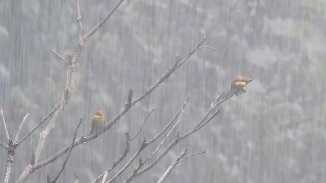 Chestnut-headed Bee-eater - ML646416157