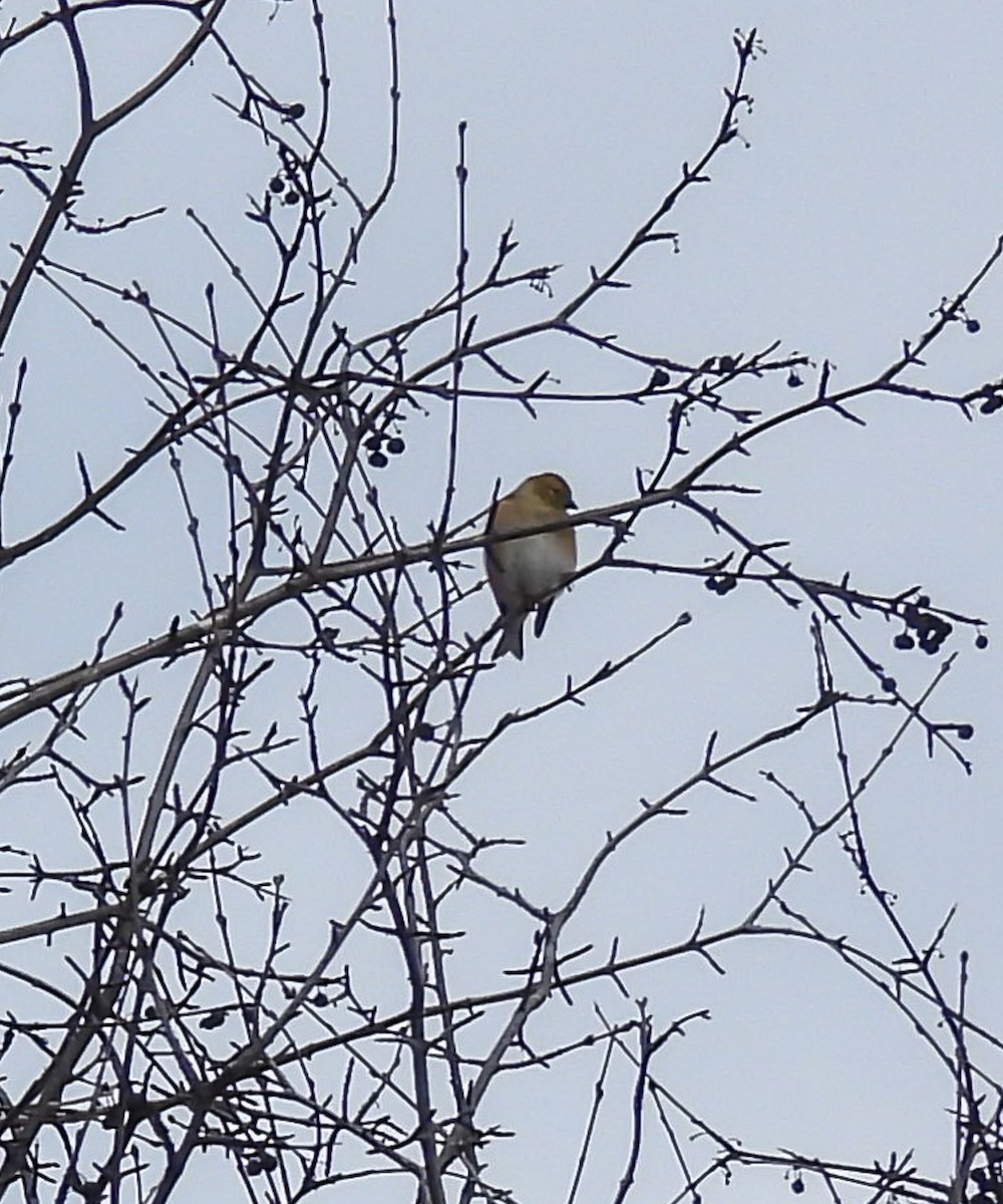 American Goldfinch - ML646416158