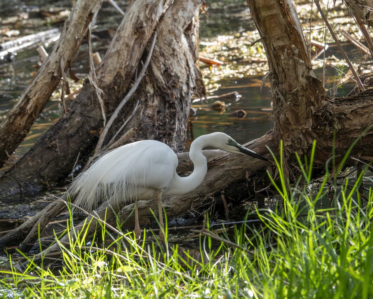 Little Egret - ML646416163