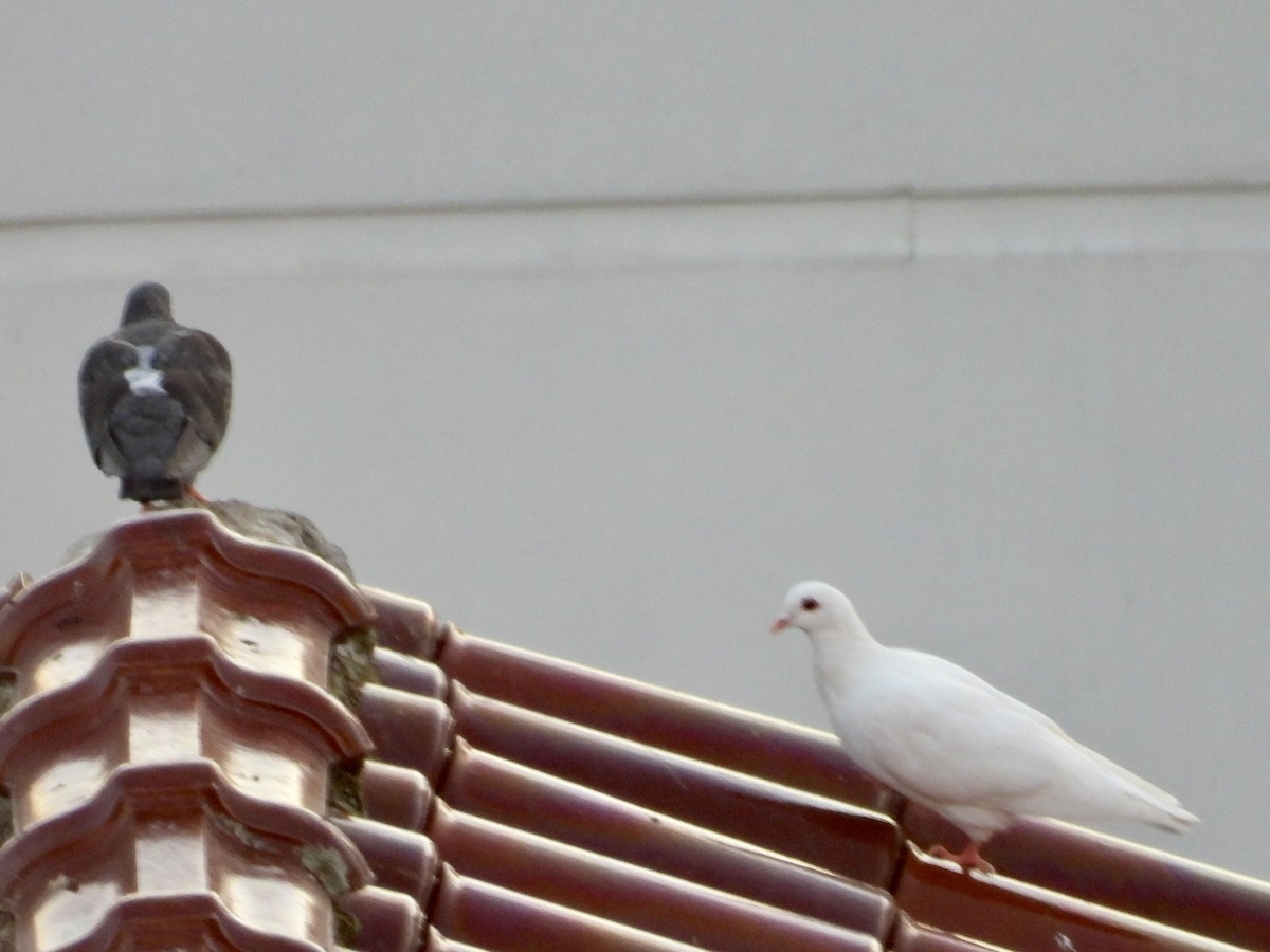 Rock Pigeon (Feral Pigeon) - ML646416165