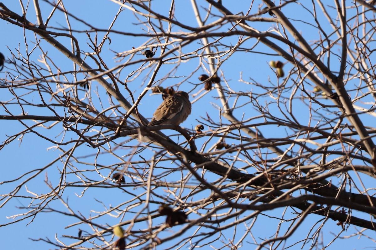 White-winged Dove - ML646416166