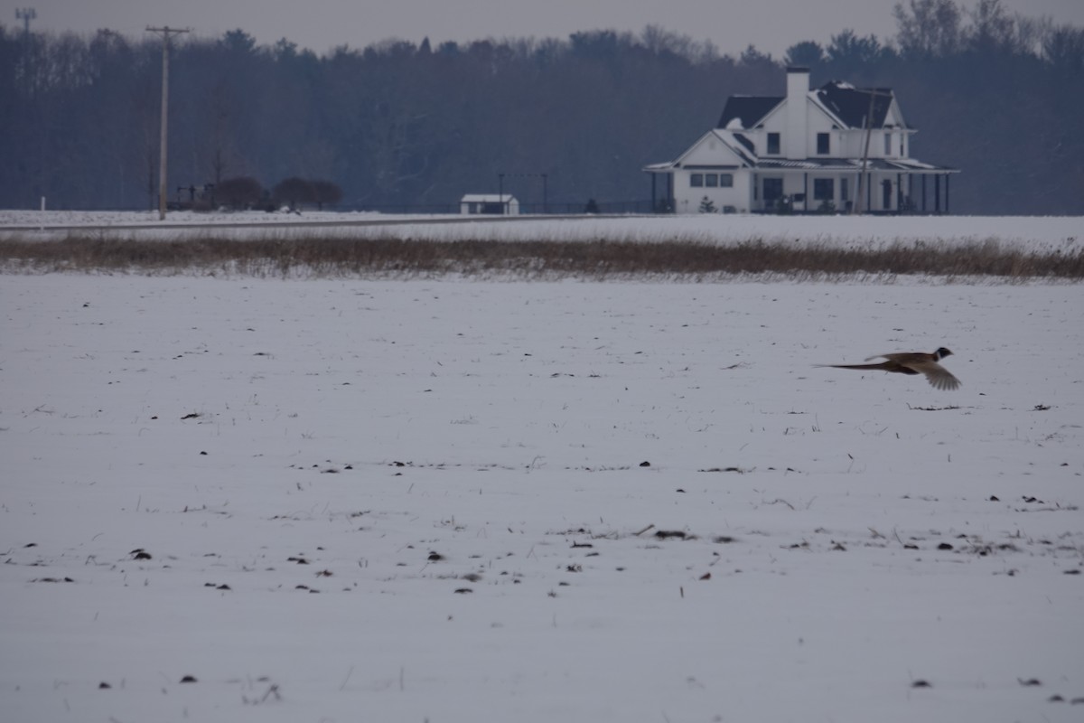 Ring-necked Pheasant - ML646416167