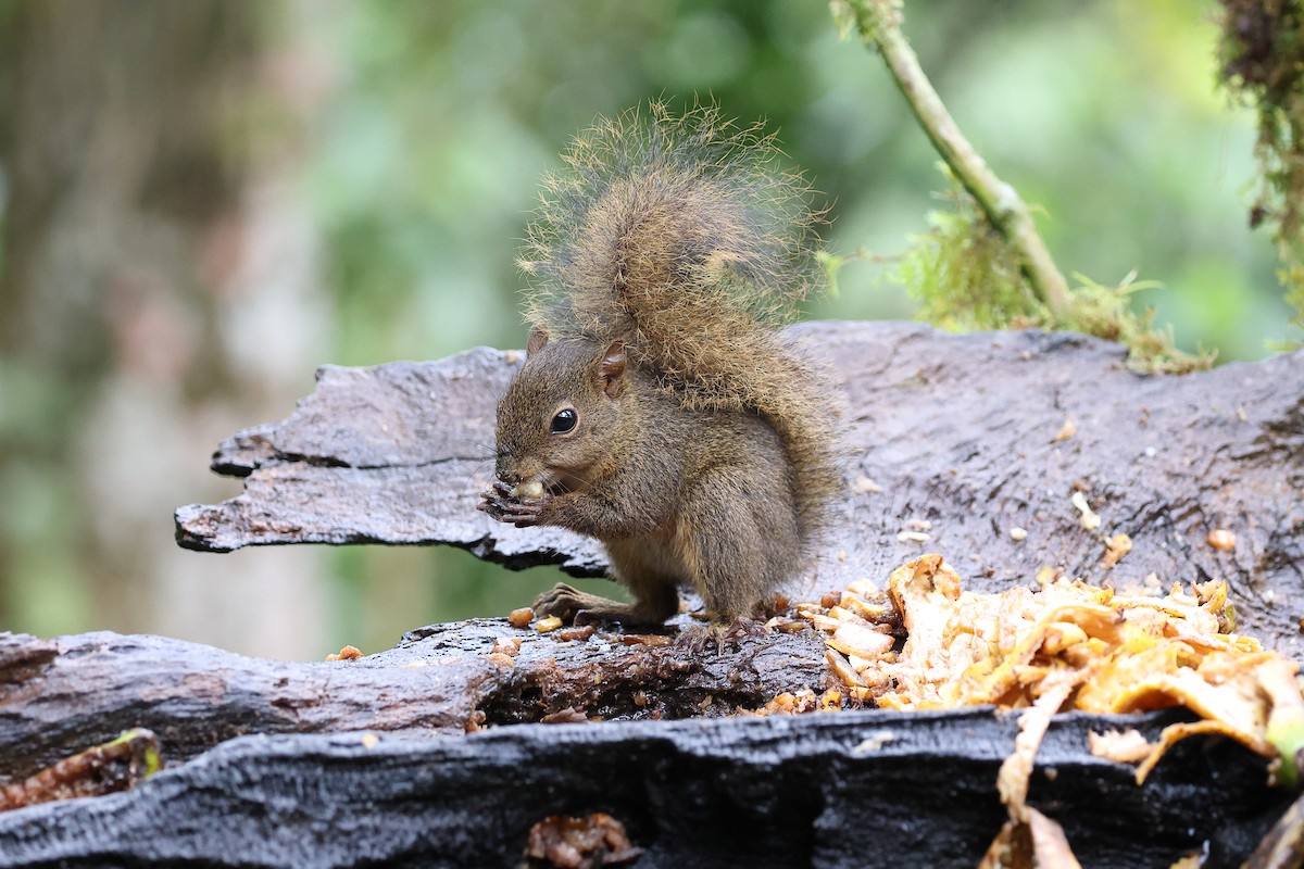 Animaux - ML646416168