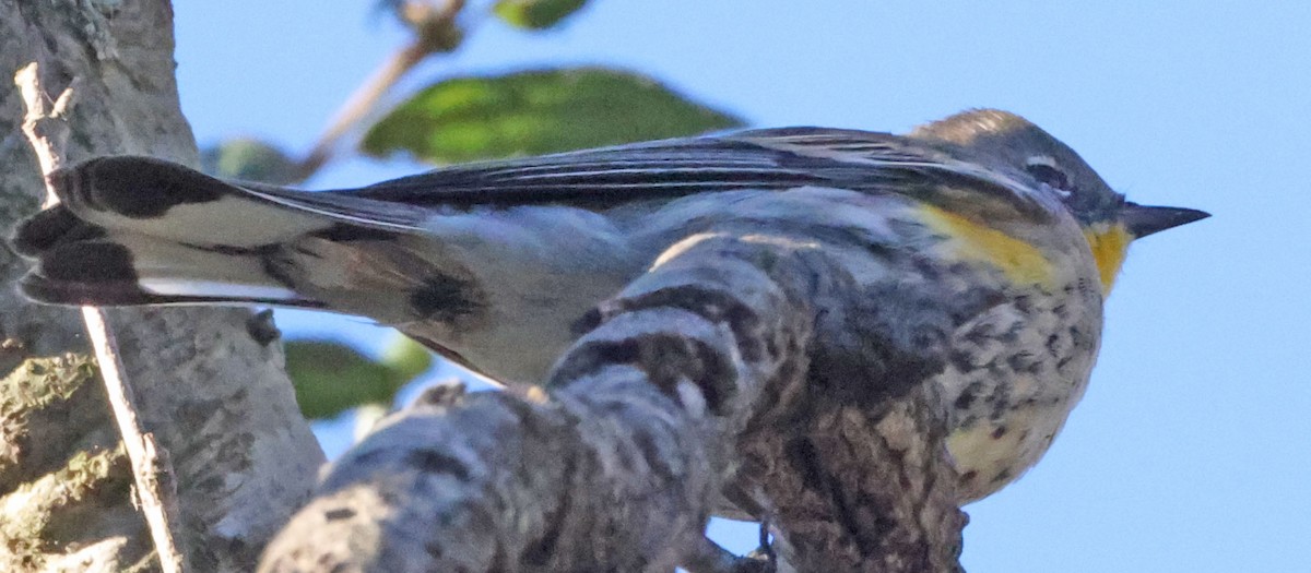 Yellow-rumped Warbler - ML646416169