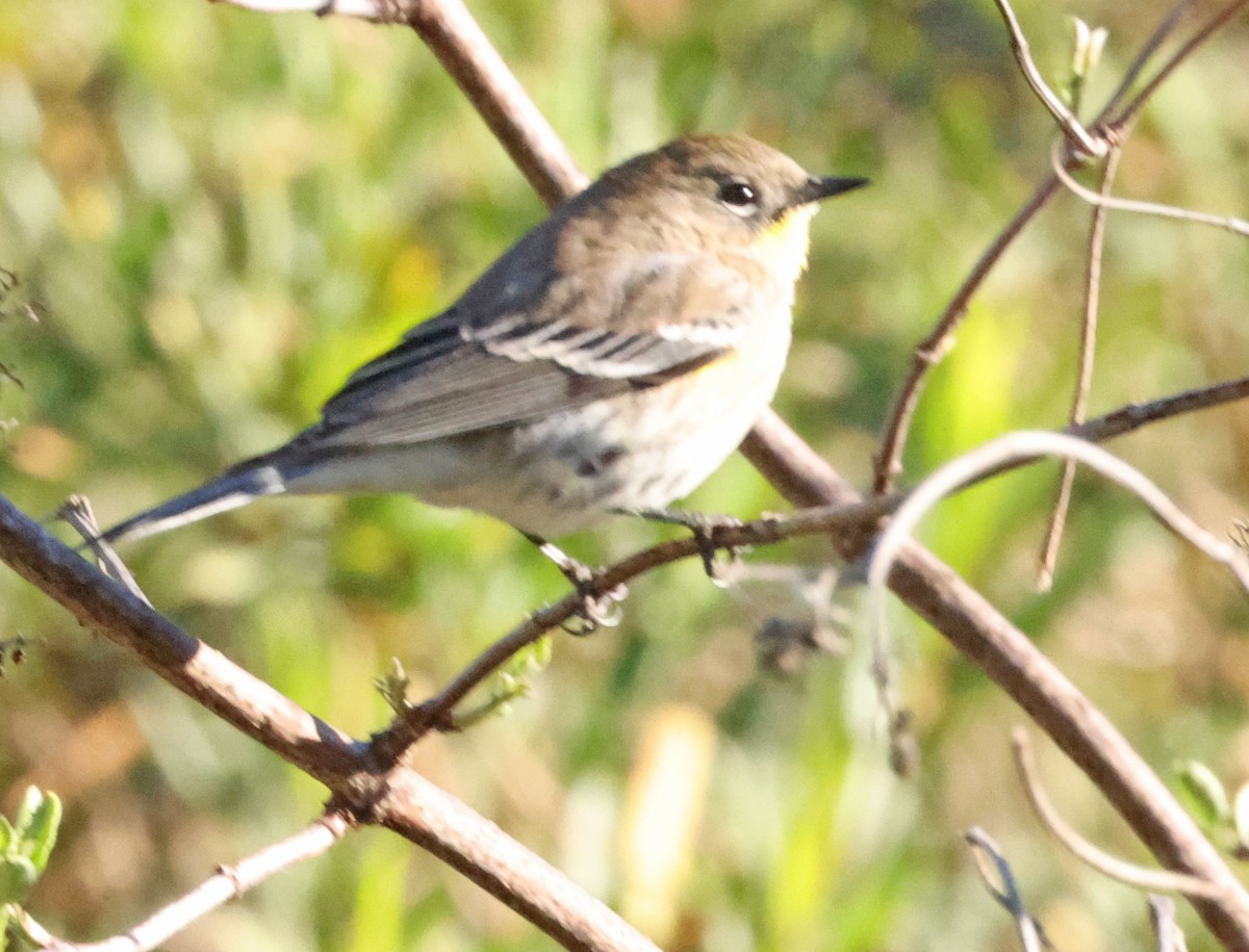 Yellow-rumped Warbler - ML646416170