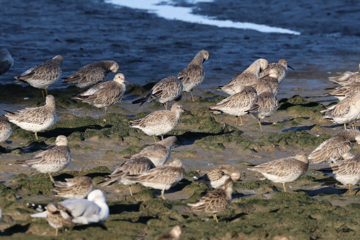 Great Knot - ML646416171